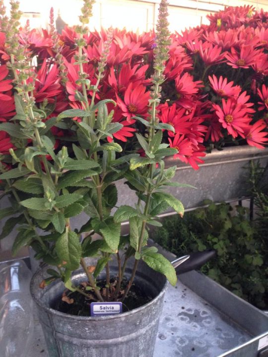 Balkongblommor 2014
